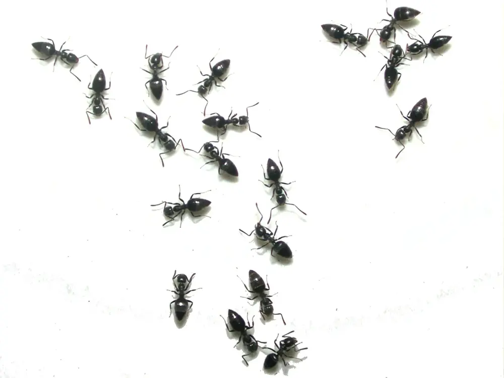 Fourmis
