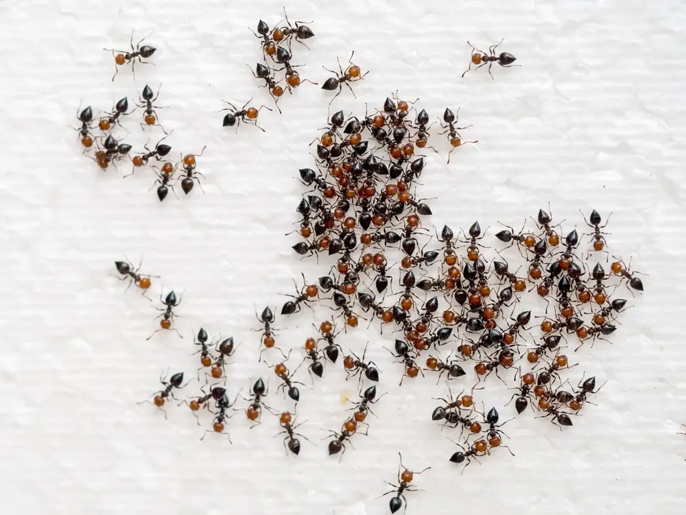 Fourmis dans la maison