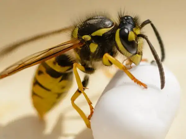 Destruction de nid de guêpes à Paris